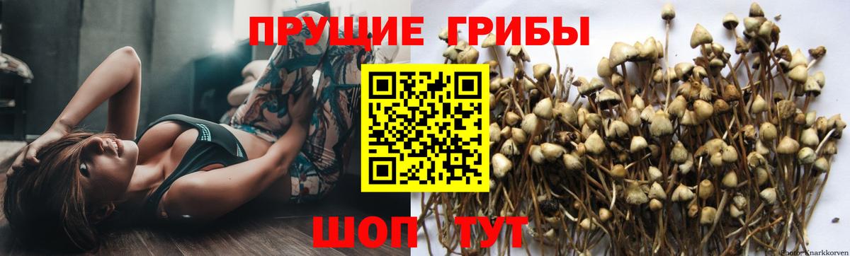 Псилоцибиновые грибы Cubensis  Вход с VPN  Великий Новгород 